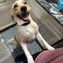 Thumbnail photo of Bailey #3