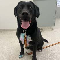 Thumbnail photo of Enzo #1