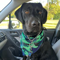 Thumbnail photo of Enzo #2