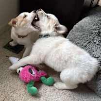 Thumbnail photo of Wesley #3