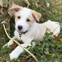 Thumbnail photo of Wesley #4