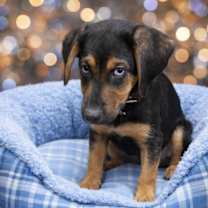 Thumbnail photo of Allen #1