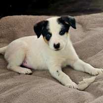 Thumbnail photo of LEO #2