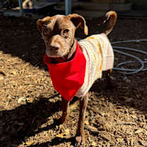 Thumbnail photo of Talia #2