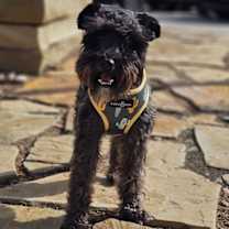 Thumbnail photo of Tux #1