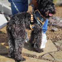 Thumbnail photo of Tux #2