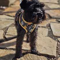 Thumbnail photo of Tux #4