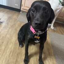 Thumbnail photo of Dolly #1