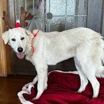 Thumbnail photo of Elsa #3