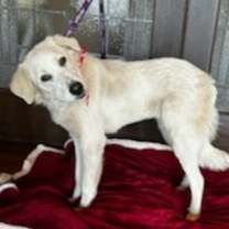 Thumbnail photo of Elsa #4