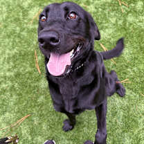 Thumbnail photo of Nike #1