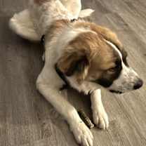 Thumbnail photo of Musketeer #4