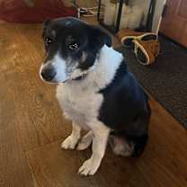 Thumbnail photo of Sadie #4