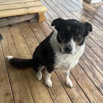 Thumbnail photo of Sadie #1