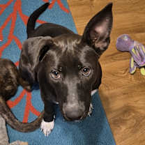 Thumbnail photo of Kai #2