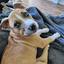 Thumbnail photo of Athena #4