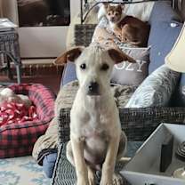 Thumbnail photo of Dawson #1