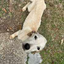 Thumbnail photo of Dawson #3