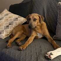 Thumbnail photo of Buck #1