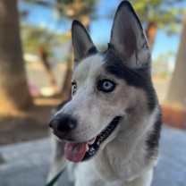 Thumbnail photo of Aspen #1