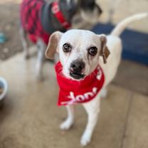 Thumbnail photo of Tater Tot #1