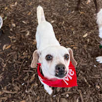 Thumbnail photo of Tater Tot #3