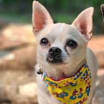 Thumbnail photo of TANK #4