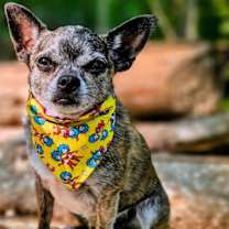 Thumbnail photo of GRIFF #1