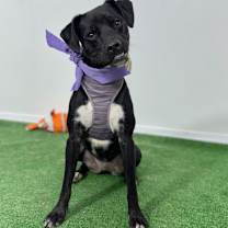 Thumbnail photo of Prada #1