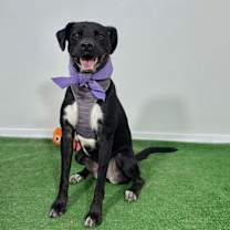 Thumbnail photo of Prada #3