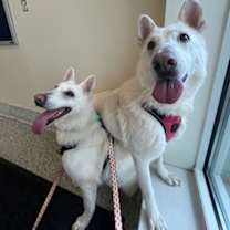 Thumbnail photo of Makarlee (Green) #4