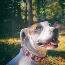 Thumbnail photo of Morgan (in foster) #3