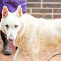 Thumbnail photo of Mylena (Purple) #2