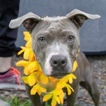 Thumbnail photo of Mahala #4