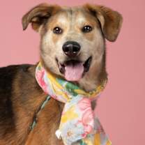 Thumbnail photo of Howie #2