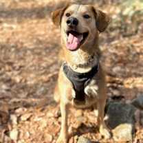 Thumbnail photo of Howie #4