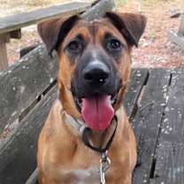 Thumbnail photo of Tina (Foster) #1