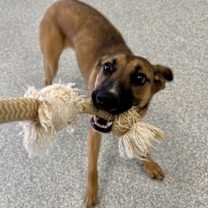 Thumbnail photo of Tina (Foster) #4