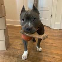 Thumbnail photo of Nugget (in foster) #4