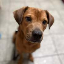 Thumbnail photo of Ginger #1