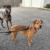 Thumbnail photo of Ginger #2