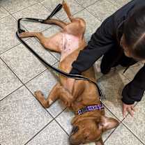 Thumbnail photo of Ginger #3