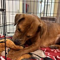 Thumbnail photo of Ginger #4