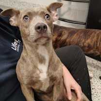 Thumbnail photo of Leia (Bonded Luke) #4