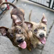 Thumbnail photo of Luke (Bonded Leia) #3