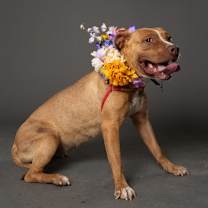 Thumbnail photo of Sugarloaf (WW) #4