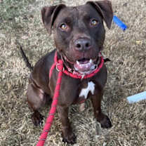 Thumbnail photo of Hot Chocolate #2