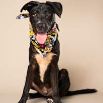 Thumbnail photo of Falconoid #4