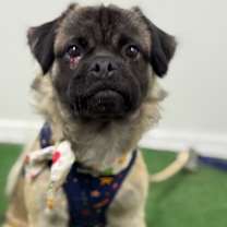 Thumbnail photo of Puka #3