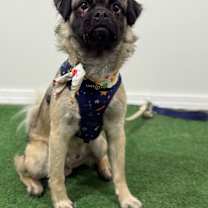 Thumbnail photo of Puka #4